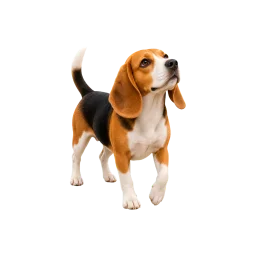 Beagle